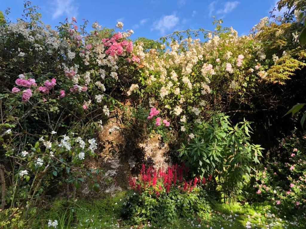 Shanagarry Kilmahon House, P25A973 B&B 외부 사진