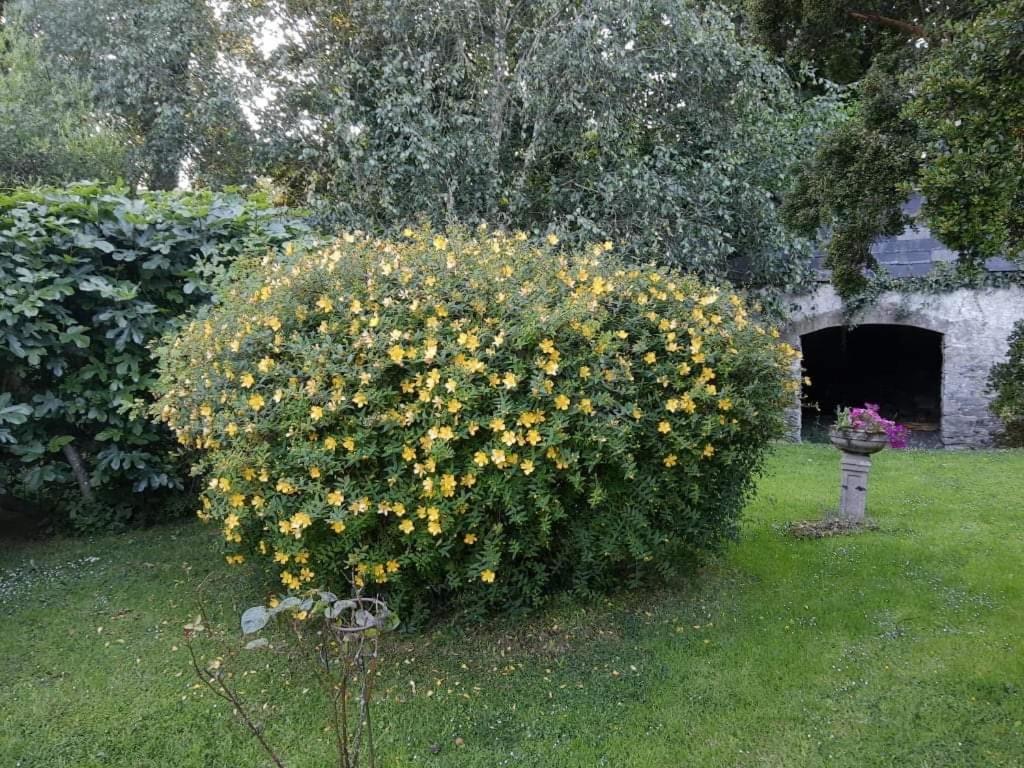 Shanagarry Kilmahon House, P25A973 B&B 외부 사진